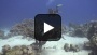 Orca Dive Club Wadi Lahmy Ägypten Hamata Azur