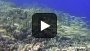 Orca Dive Club Makro Ägypten Rotes Meer